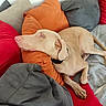 dog, couch, pillow, orange_pillow, red_pillow, gray_pillow, resting, relaxed, pet, indoors, fur, canine, sleepy, comfortable, home, domestic_animal, animal, laying_down, collar, snout