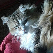 Copain participe au concours pour gagner de l'argent avec cette photo : cat, fluffy, feline, pet, animal, long_hair, resting, cushion, red_cushion, indoor, portrait, close_up, whiskers, ears, fur, natural_light, relaxed, cute, eyes, domestic_animal
