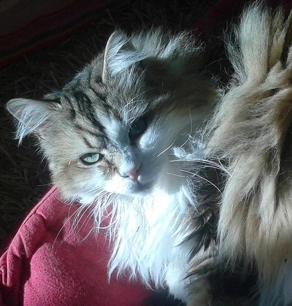 Copain participe au concours pour gagner de l'argent avec cette photo : cat, fluffy, feline, pet, animal, long_hair, resting, cushion, red_cushion, indoor, portrait, close_up, whiskers, ears, fur, natural_light, relaxed, cute, eyes, domestic_animal