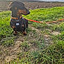 Utile participe au concours pour gagner de l'argent avec cette photo : dog, dachshund, leash, harness, grass, field, outdoor, pet, animal, brown, black, canine, earth, nature, sky, cloudy, sitting, collar, side_view, daylight