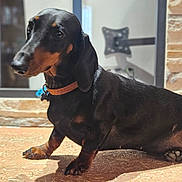 Utile a rejoint le concours — aidez-le/la à gagner de superbes lots ! dog, dachshund, pet, indoor, animal, black_and_tan, collar, paw, floor, window, stone_wall, curious, portrait, closeup, domestic_animal, fur, canine, sitting, looking, shiny_coat