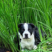 Otis is registered to the contest to win money with this photo: dog, black_and_white, grass, nature, outdoor, animal, pet, canine, greenery, lying_down, fur, eyes, face, plant, leaf, ground, calm, relaxed, portrait, closeup