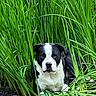 dog, black_and_white, grass, nature, outdoor, animal, pet, canine, greenery, lying_down, fur, eyes, face, plant, leaf, ground, calm, relaxed, portrait, closeup