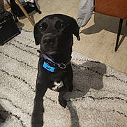 Rocky participe au concours pour gagner de l'argent avec cette photo : dog, black_dog, indoor, carpet, rug, collar, pet, animal, furniture, guitar, chair, wood_floor, shadow, playful, motion_blur, home, domestic, cute, canine, living_room
