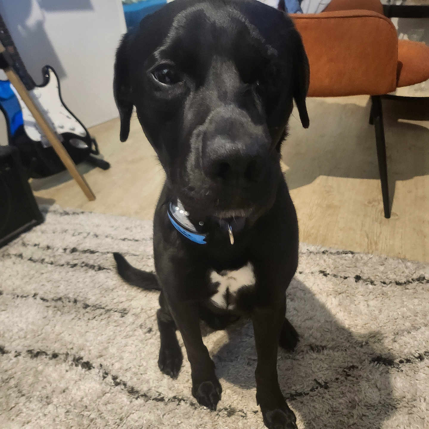 Rocky a rejoint le concours — aidez-le/la à gagner de superbes lots ! animal, black_dog, carpet, chair, collar, cute, dog, domestic_animal, floor, fur, furniture, guitar, home, indoor, looking, pet, rug, shadow, sitting, white_patch