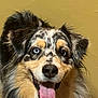 animal, ball, bodypart, canine, cockerspaniel, collie, dog, face, head, husky, mouth, papillon, person, pet, photography, portrait, puppy, sport, terrier, tongue