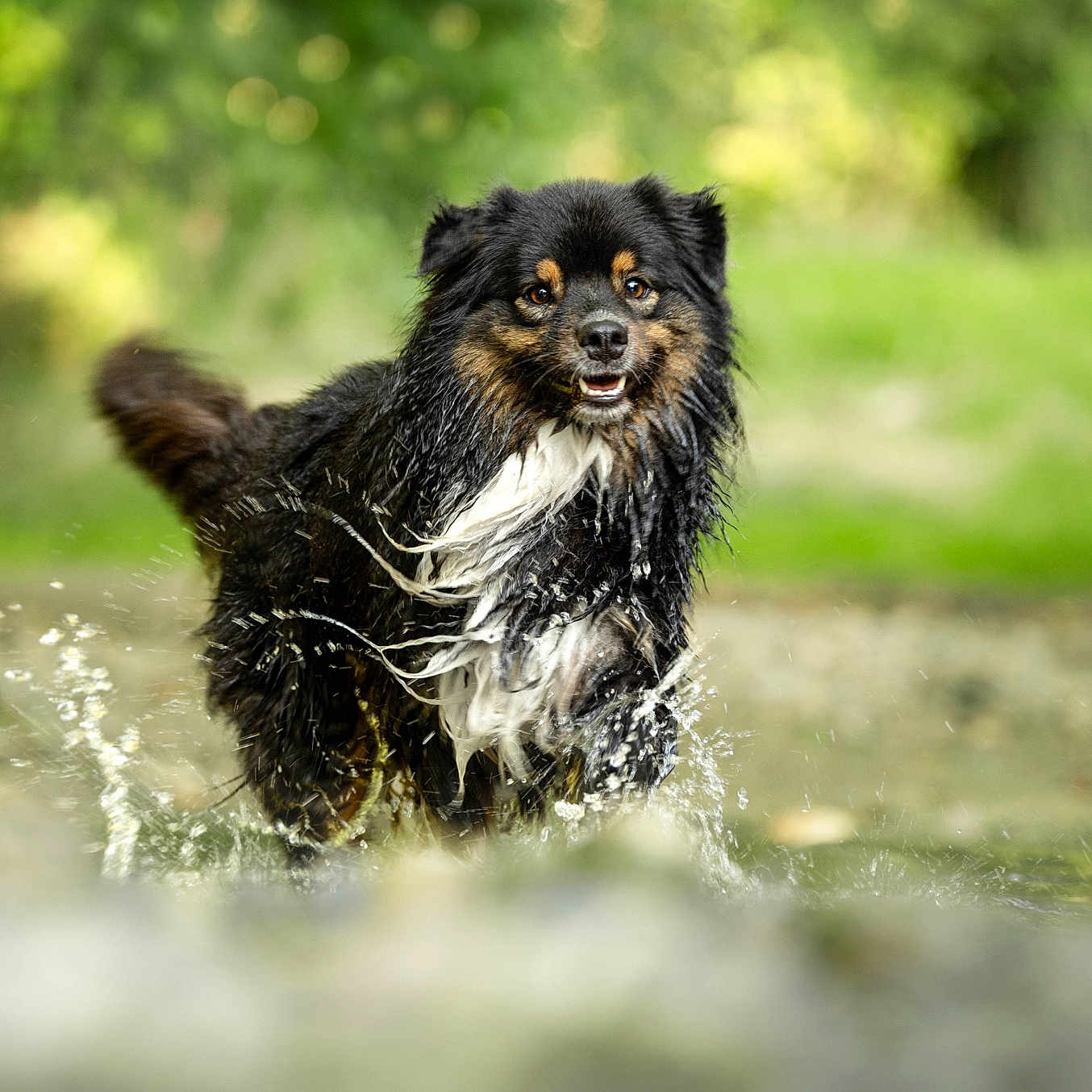 Pepper a rejoint le concours — aidez-le/la à gagner de superbes lots ! animal, canine, cockerspaniel, collie, dog, germanshepherd, grass, hound, nature, outdoors, papillon, pet, plant, pond, puppy, rock, summer, terrier, vegetation, water