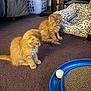 Cheeto Moe Nico joined the competition — help win amazing prizes! animal, ball, bell_collar, carpet, cat, cat_bed, curious, cute, domestic_animal, feline, furniture, home, indoor, kitten, laundry_basket, orange_cat, pet_accessory, pets, playful, toy