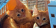 Cheeto Moe Nico is registered to the contest to win money with this photo: animal, car_seat, cat, closeup, cute, domestic_animal, ears, eyes, feline, fur, ginger_cat, indoor, kitten, pet_carrier, pets, snuggling, sunlight, three_animals, transportation, whiskers