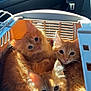animal, car_seat, cat, closeup, cute, domestic_animal, ears, eyes, feline, fur, ginger_cat, indoor, kitten, pet_carrier, pets, snuggling, sunlight, three_animals, transportation, whiskers