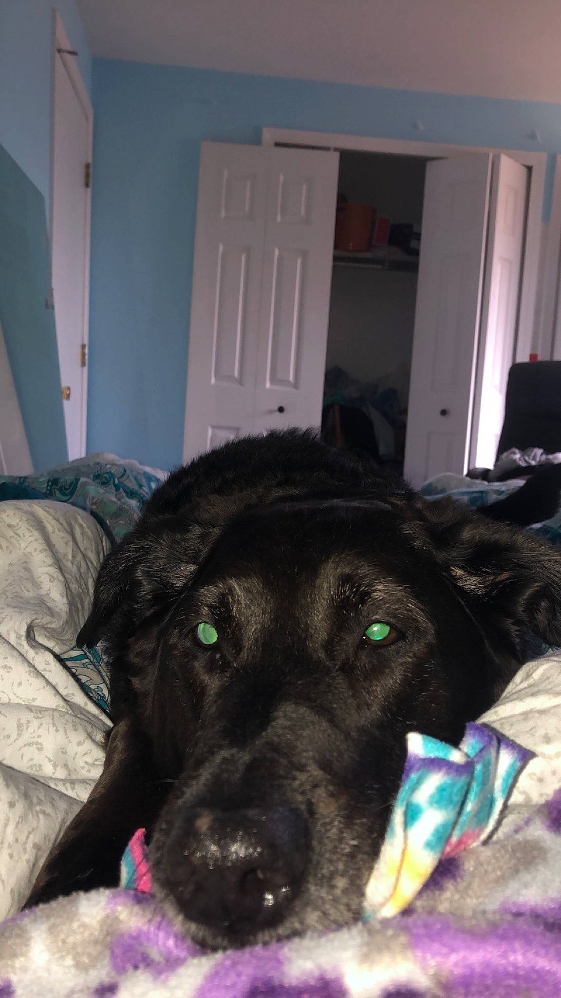 Morgan is registered to the contest to win money with this photo: canidae, carnivore, dog, dog_breed, labrador_retriever, snout, sporting_group