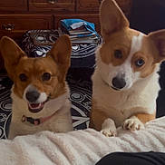 Marcy And Willy joined the competition — help win amazing prizes! dog, corgi, pet, animal, brown, white, indoor, furniture, blanket, cute, smiling, curious, ears, face, paw, collar, wood, pattern, stack, papers