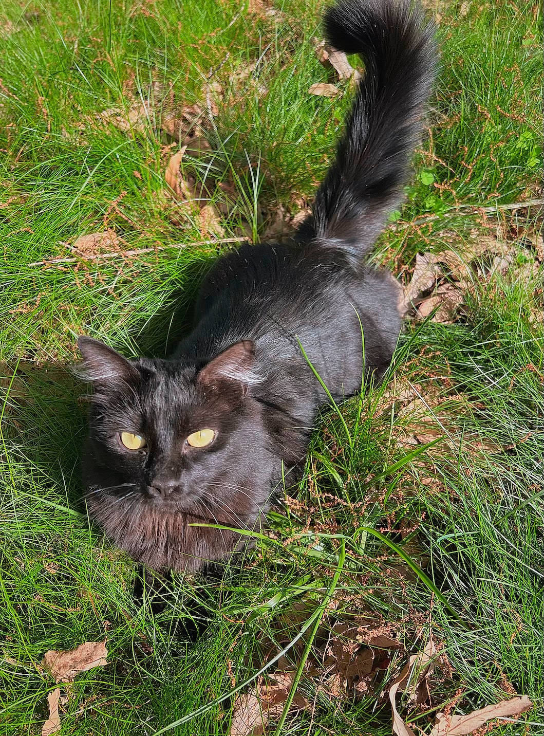 Salem is registered to the contest to win money with this photo: black_cat, bombay, carnivore, cat, domestic_short_haired_cat, felidae, fur, grass, grass_family, grassland, groundcover, herb, herbaceous_plant, plant, small_to_medium_sized_cats, soil, tail, terrestrial_animal, whiskers, wildlife