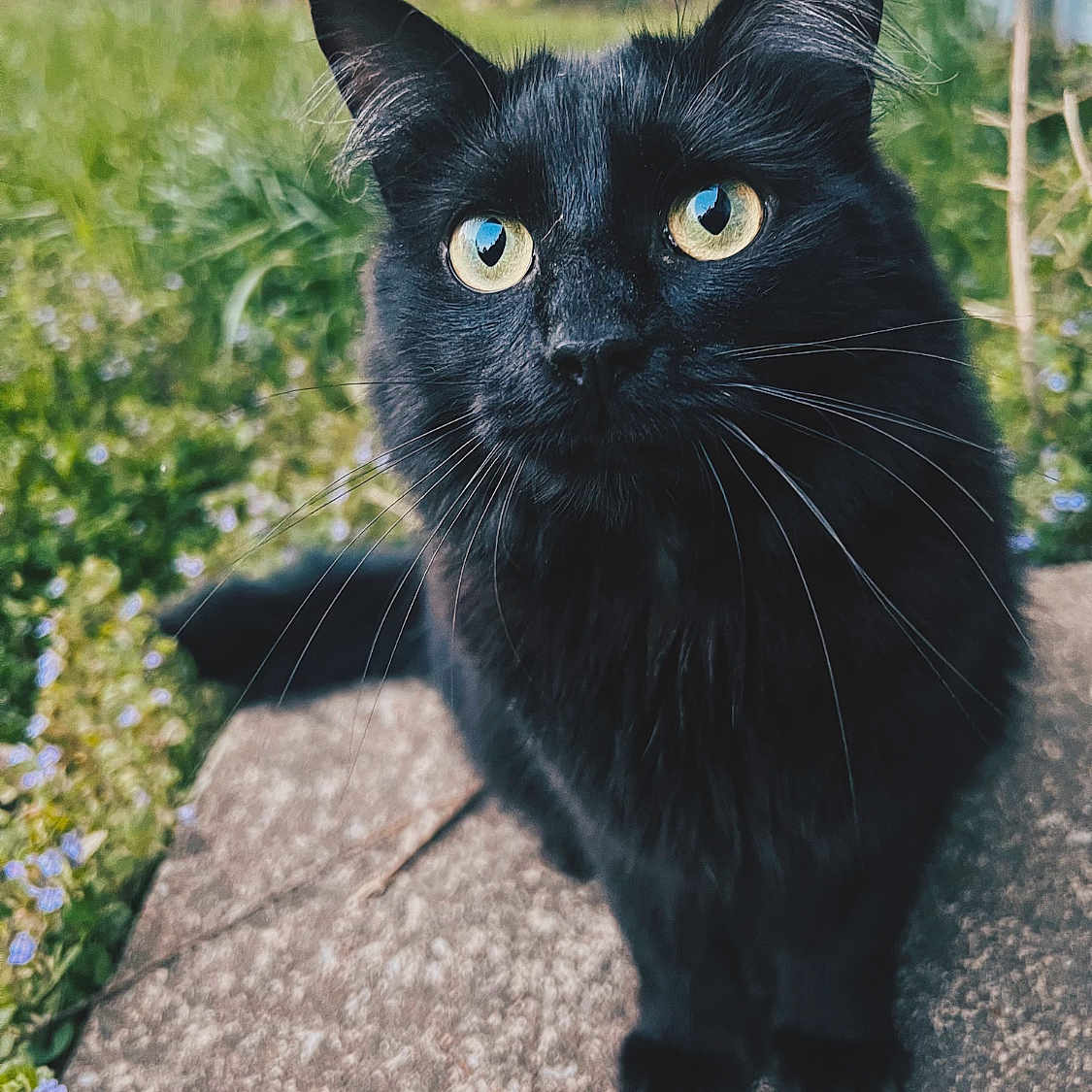 Salem