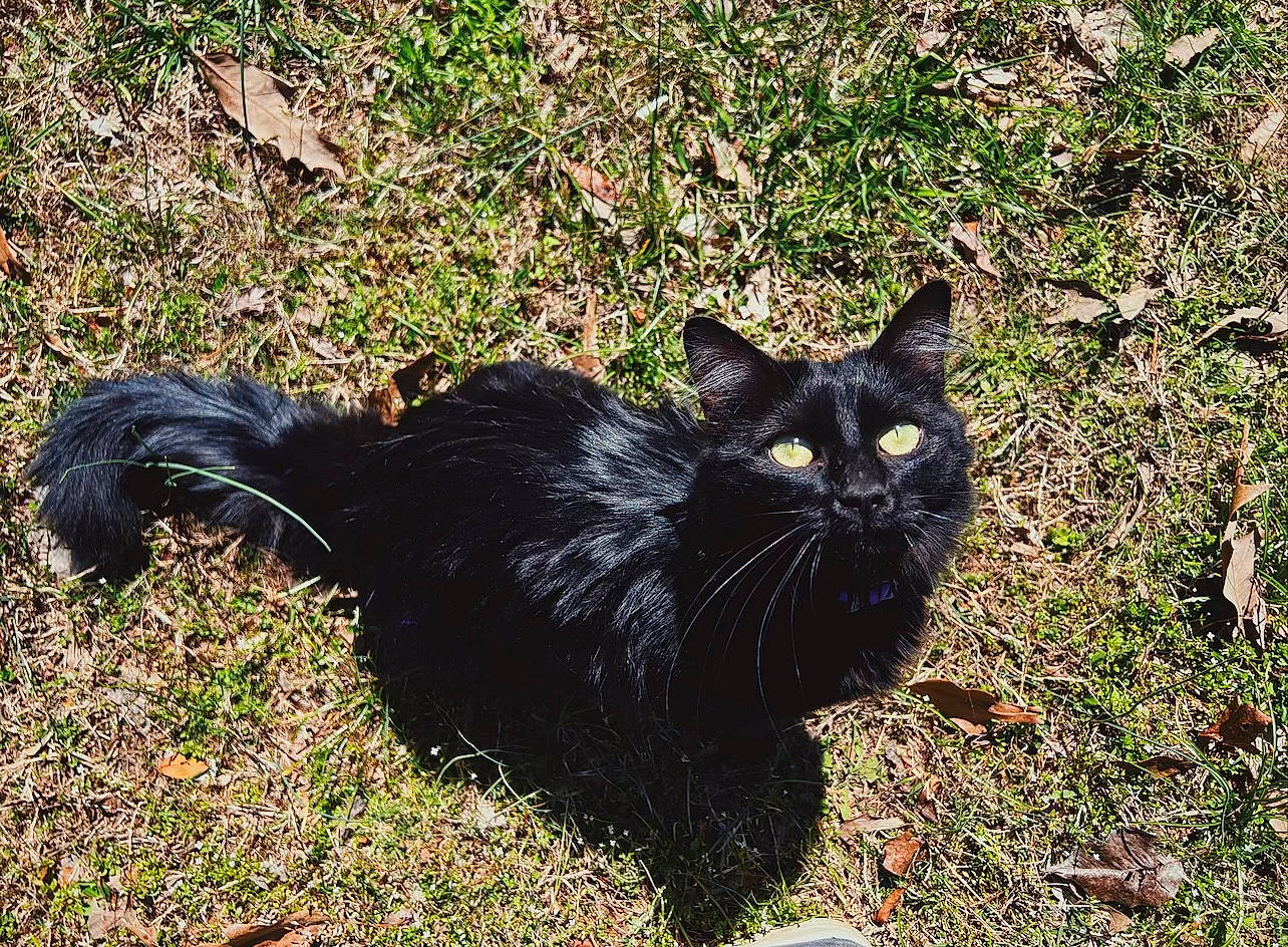 Salem is registered to the contest to win money with this photo: black_cat, bombay, carnivore, cat, claw, domestic_short_haired_cat, felidae, fur, grass, groundcover, mammal, plant, sitting, small_to_medium_sized_cats, snout, soil, tail, terrestrial_animal, vertebrate, whiskers