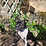 alert, animal, black_and_white, calm, canine, collar, daylight, dog, ears_up, garden, greenery, nature, outdoor, pet, plants, shadow, sitting, stone_wall, sunlight, wire_fence