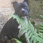 Vedmak a rejoint le concours — aidez-le/la à gagner de superbes lots ! animal, black_and_white, calm, canine, collar, dog, fern, fur, garden, greenery, leaf, moss, nature, outdoor, pet, plant, portrait, quiet, rock, sitting