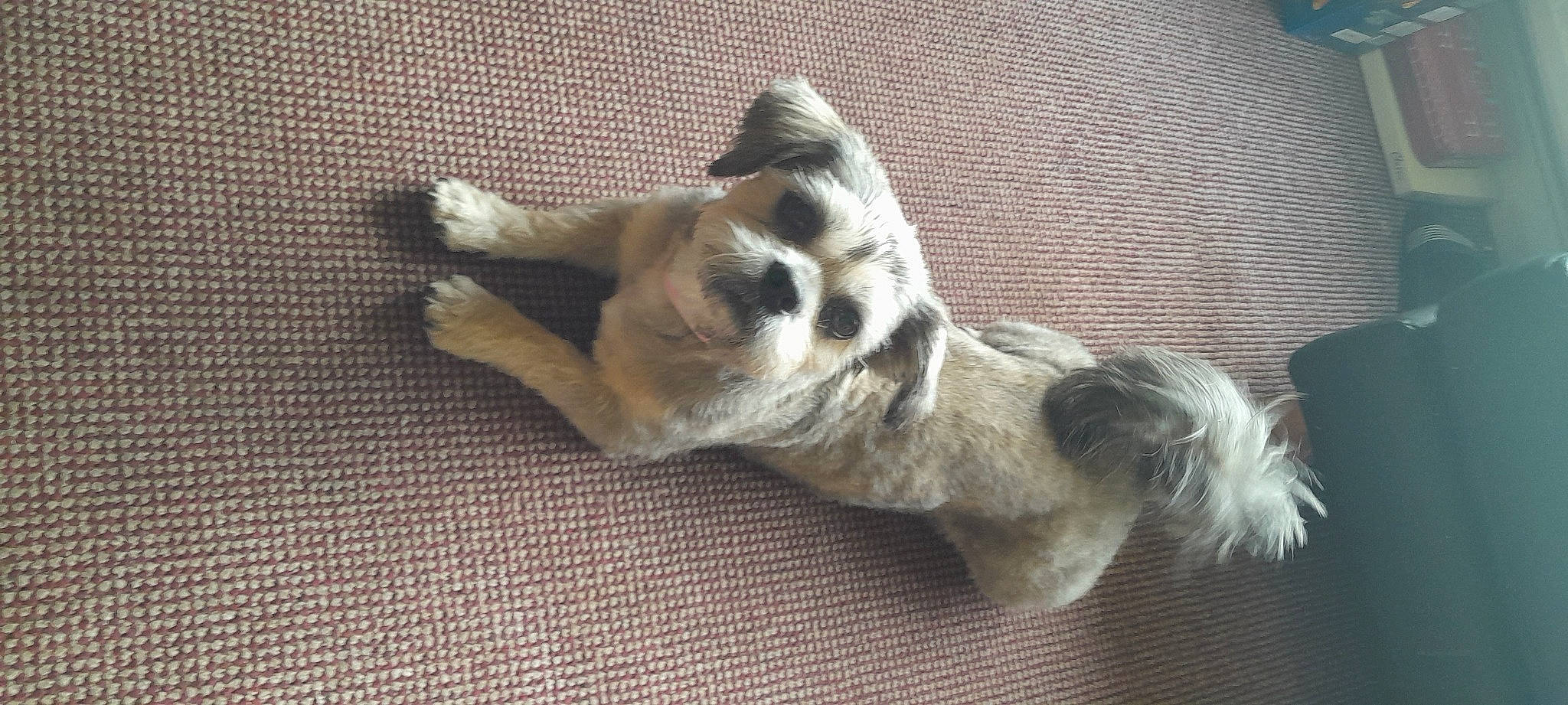 Tillymay joined the competition — help win amazing prizes! canidae, carnivore, claw, companion_dog, dog, dog_breed, fawn, felidae, flooring, fur, paw, small_to_medium_sized_cats, snout, sporting_group, tail, terrestrial_animal, terrier, toy_dog, whiskers, wood