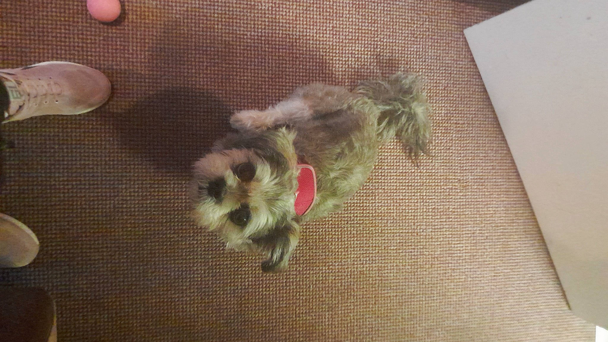 Tillymay is registered to the contest to win money with this photo: art, canidae, carnivore, companion_dog, dog, dog_breed, fawn, felidae, flooring, fur, hardwood, pattern, paw, plant, small_to_medium_sized_cats, tail, toy_dog, whiskers, wood, working_animal