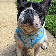 Milo is registered to the contest to win money with this photo: dog, french_bulldog, pet, animal, harness, outdoor, greenery, concrete, curious, ears, sitting, closeup, face, black_and_white, leash, nature, pathway, canine, portrait, daylight