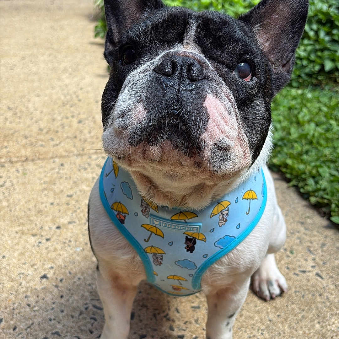 Milo