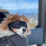 Louie joined the competition — help win amazing prizes! dog, pet, goggles, eyewear, fur, nose, close_up, portrait, backpack, travel, mountain_view, sky, winter, snow, cozy, reflection, sitting, harness, adventure, cute