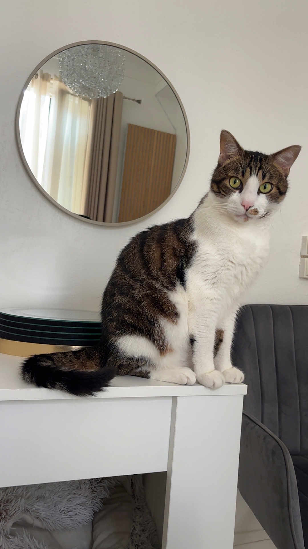 Sylver a rejoint le concours — aidez-le/la à gagner de superbes lots ! cat, chair, chandelier, cozy, curtains, decor, domestic_animal, feline, fluffy, furniture, indoor, living_room, looking, mirror, modern, pet, sitting, tabby_cat, table, white_cat