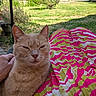 Blondie participe au concours pour gagner de l'argent avec cette photo : cat, beige_cat, pet, lap, person_hand, skirt, patterned_skirt, outdoor, garden, grass, potted_plants, relaxed, sunlight, summer, close_up, animal, mammal, domestic_cat, fur, resting