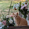 Blondie a rejoint le concours — aidez-le/la à gagner de superbes lots ! cat, flowers, bouquet, vase, table, chair, greenery, outdoor, plant, pet, feline, nature, leaf, pink_flower, white_flower, still_life, domestic_animal, indoor, portrait, relaxing