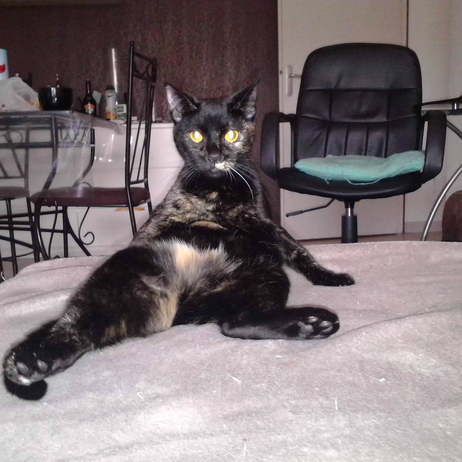 Ohana participe au concours pour gagner de l'argent avec cette photo : black_cat, carnivore, cat, chair, comfort, domestic_short_haired_cat, felidae, floor, flooring, fur, furniture, grey, metal, paw, room, sitting, small_to_medium_sized_cats, snout, tail, whiskers