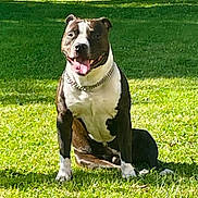 Ruben a rejoint le concours — aidez-le/la à gagner de superbes lots ! dog, sitting, grass, outdoor, sunlight, collar, pet, canine, tongue_out, happy, animal, nature, daylight, mammal, black_and_white, friendly, playful, summer, park, companion