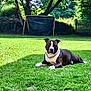 Ruben participe au concours pour gagner de l'argent avec cette photo : dog, black_and_white, grass, lawn, outdoor, sunlight, tree, fence, pet, canine, animal, nature, garden, relaxed, lying_down, collar, daytime, backyard, greenery, quiet