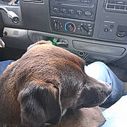 Theo is registered to the contest to win money with this photo: dog, brown_dog, pet, canine, animal, short_fur, floppy_ears, snout, whiskers, sleepy, calm, sitting, passenger_seat, car_interior, dashboard, vehicle, road_trip, close_up, portrait, indoors