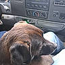 dog, brown_dog, pet, canine, animal, short_fur, floppy_ears, snout, whiskers, sleepy, calm, sitting, passenger_seat, car_interior, dashboard, vehicle, road_trip, close_up, portrait, indoors