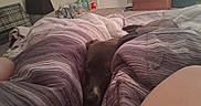Theo joined the competition — help win amazing prizes! dog, brown_dog, pet, animal, bed, bedroom, blanket, bedding, rumpled_bedding, sleeping_area, indoor, home, cozy, playful, tunneling, between_blankets, person, legs, household_items, casual_photo
