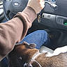 Theo joined the competition — help win amazing prizes! dog, brown_dog, vehicle, car_interior, steering_wheel, driver, hand, arm, sleeve, jeans, collar, keys, dashboard, ford, instrument_panel, air_vent, seated, road_trip, pet, indoors
