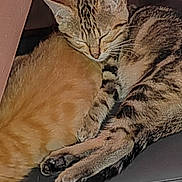 Cookie participe au concours pour gagner de l'argent avec cette photo : cat, tabby_cat, ginger_cat, sleeping, snuggling, pets, cozy, fur, whiskers, paws, resting, cute, animal, domestic_animal, mammal, indoor, relaxation, companionship, friendship, cute_animals