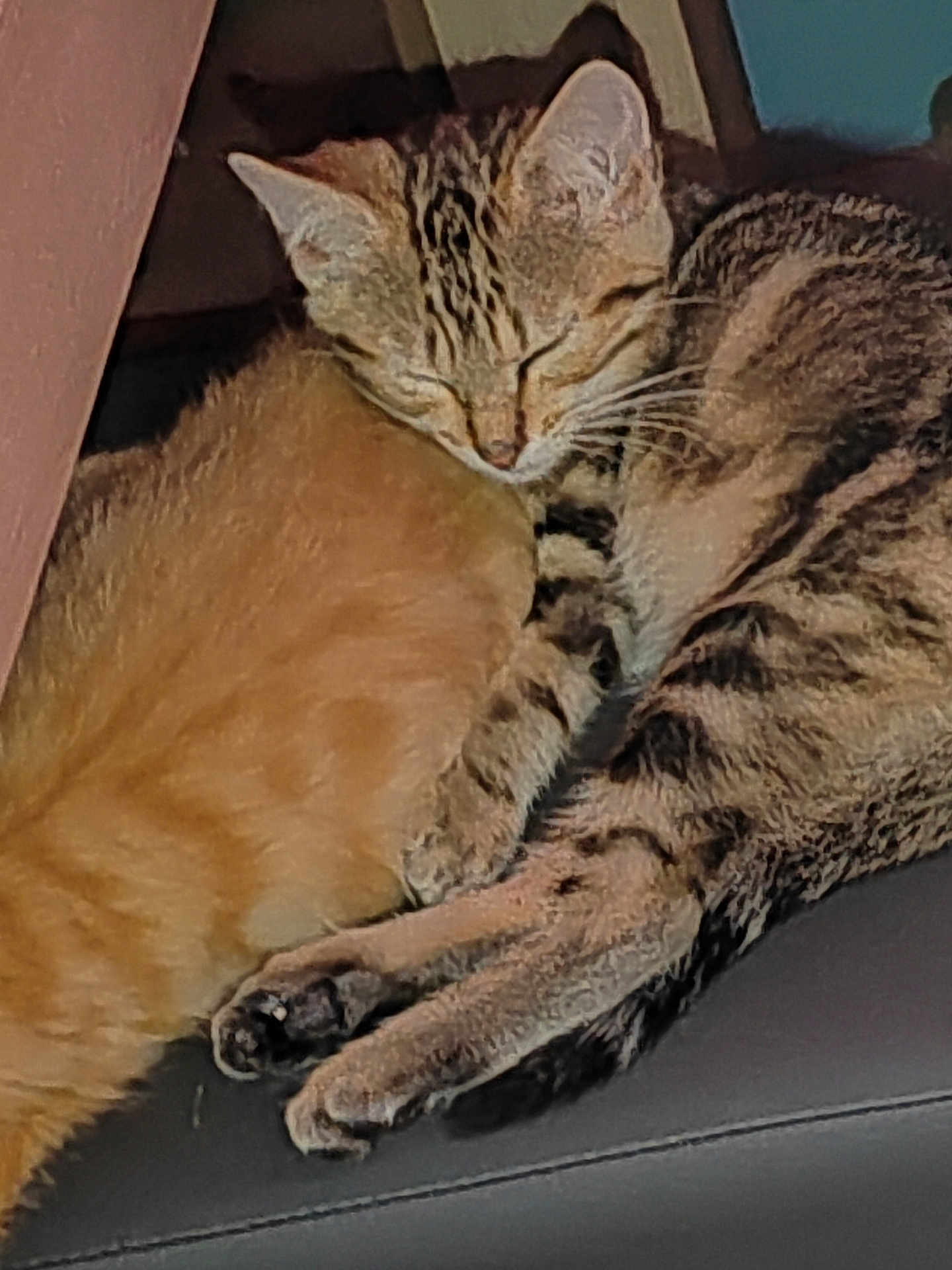 Cookie participe au concours pour gagner de l'argent avec cette photo : cat, tabby_cat, ginger_cat, sleeping, snuggling, pets, cozy, fur, whiskers, paws, resting, cute, animal, domestic_animal, mammal, indoor, relaxation, companionship, friendship, cute_animals