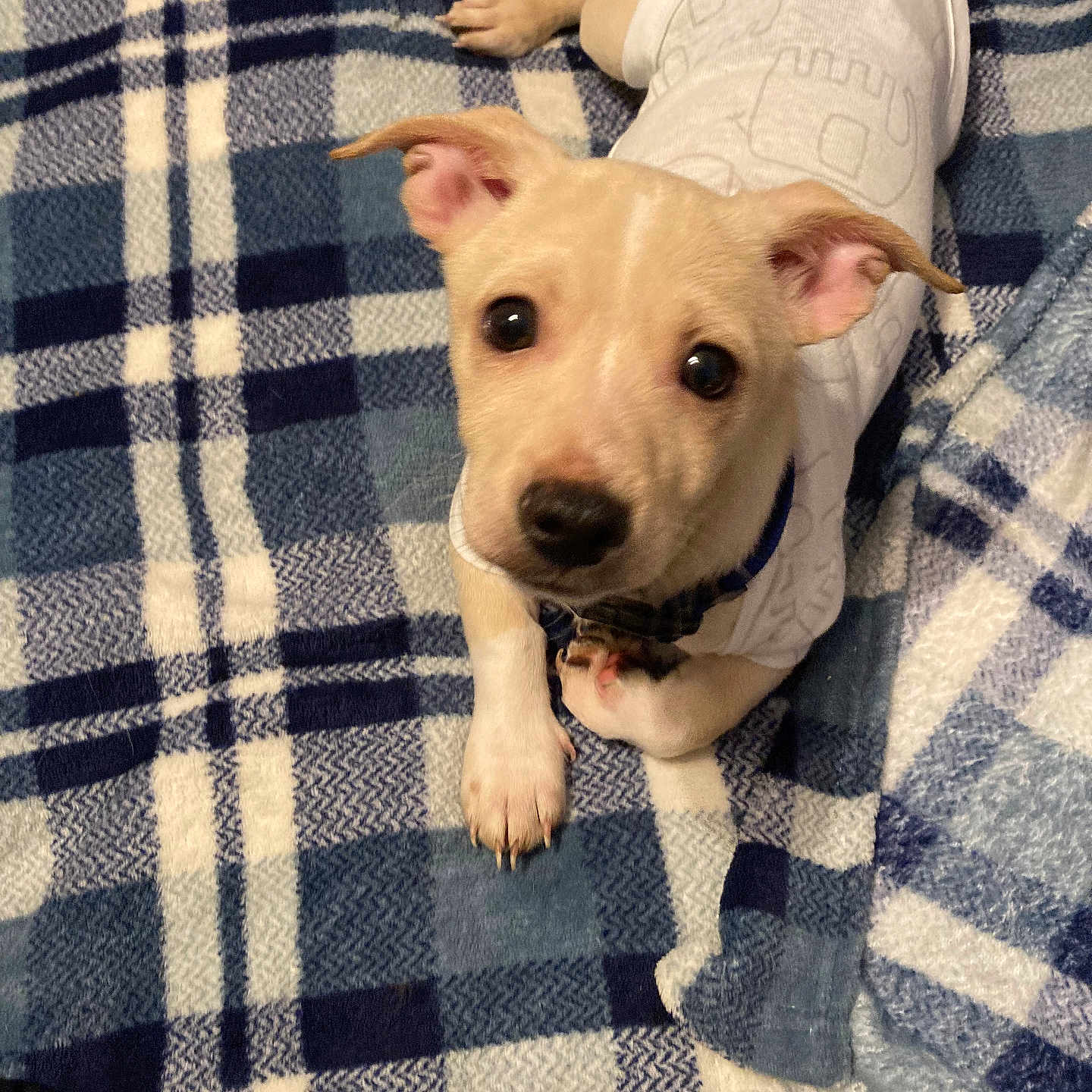 Fat Fat is registered to the contest to win money with this photo: adorable, animal, blanket, blue, checkered, collar, companion, cute, dog, ears, face, fur, indoor, lying_down, nose, paws, pet, puppy, white_shirt, young