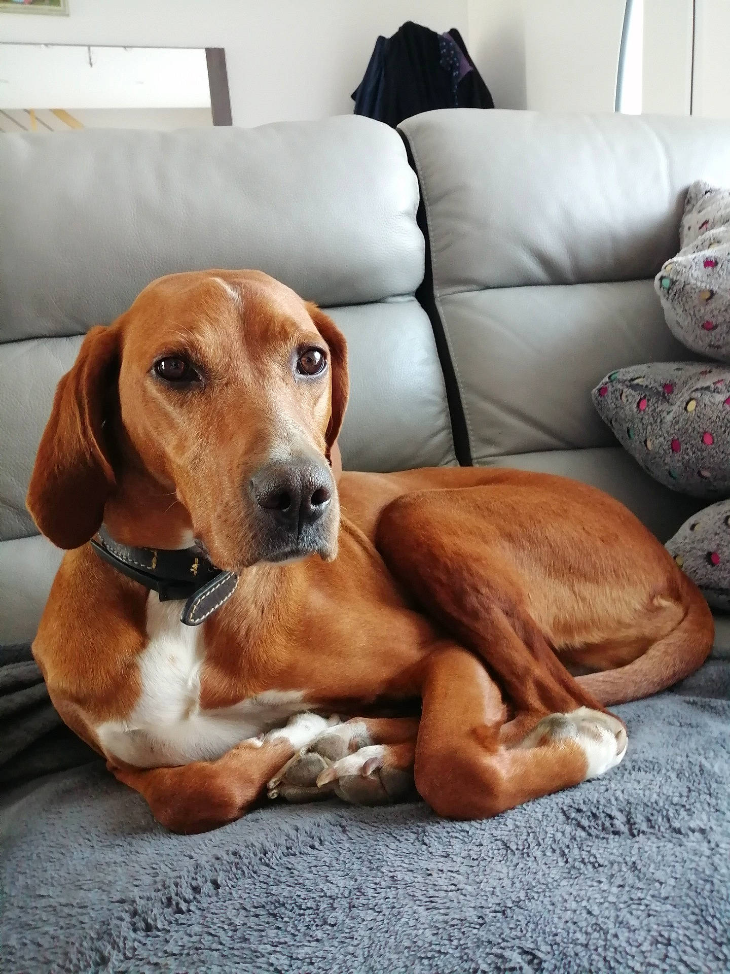 Laya participe au concours pour gagner de l'argent avec cette photo : canidae, carnivore, comfort, companion_dog, couch, dog, dog_breed, dog_supply, fawn, hardwood, hound, liver, pet_supply, picture_frame, scent_hound, snout, sporting_group, whiskers, wood, working_animal