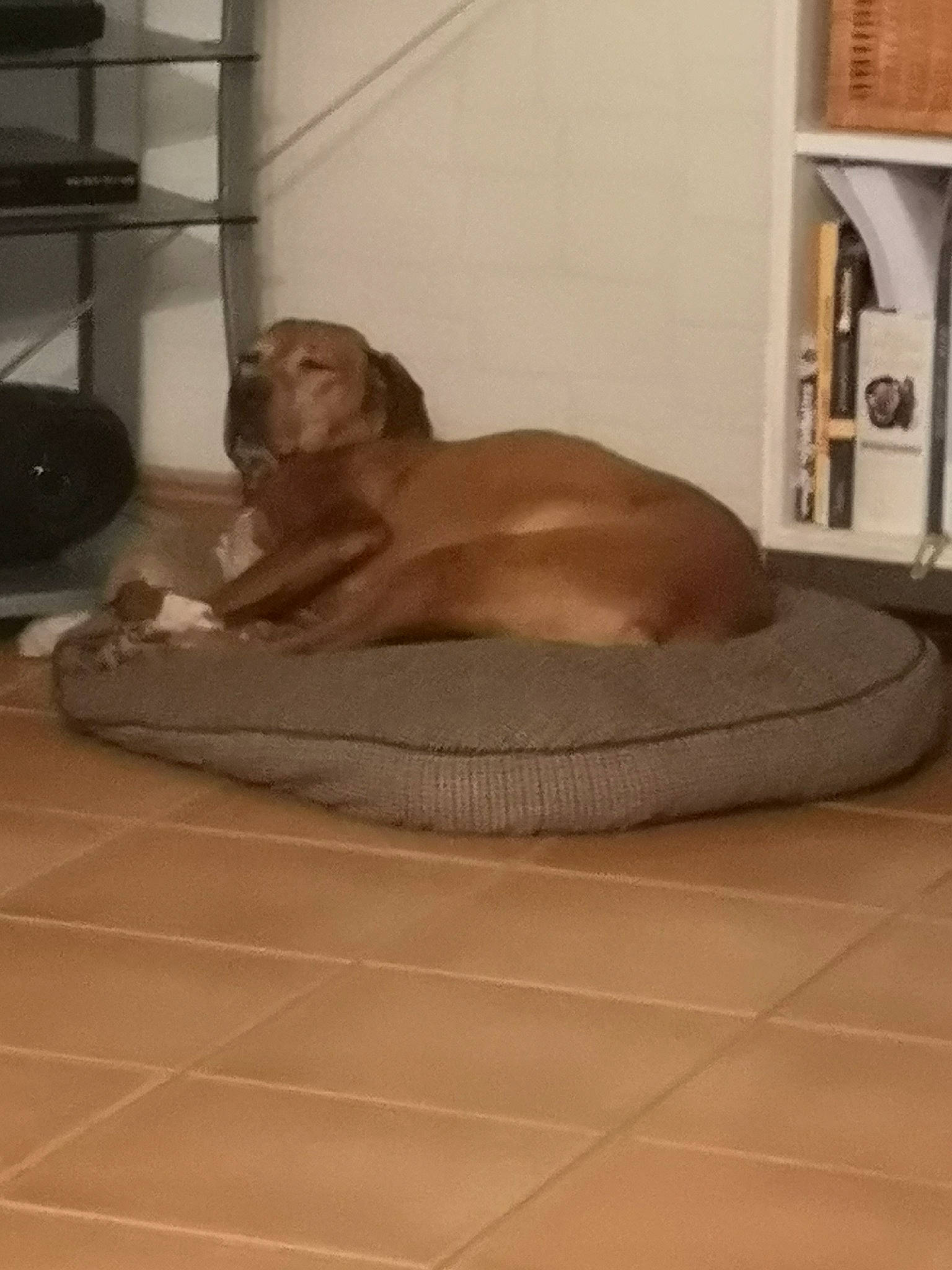 Laya participe au concours pour gagner de l'argent avec cette photo : canidae, carnivore, comfort, companion_dog, dog, dog_bed, dog_breed, dog_supply, fawn, floor, flooring, gun_dog, hardwood, liver, pet_supply, shelf, sporting_group, tail, wood, wood_flooring