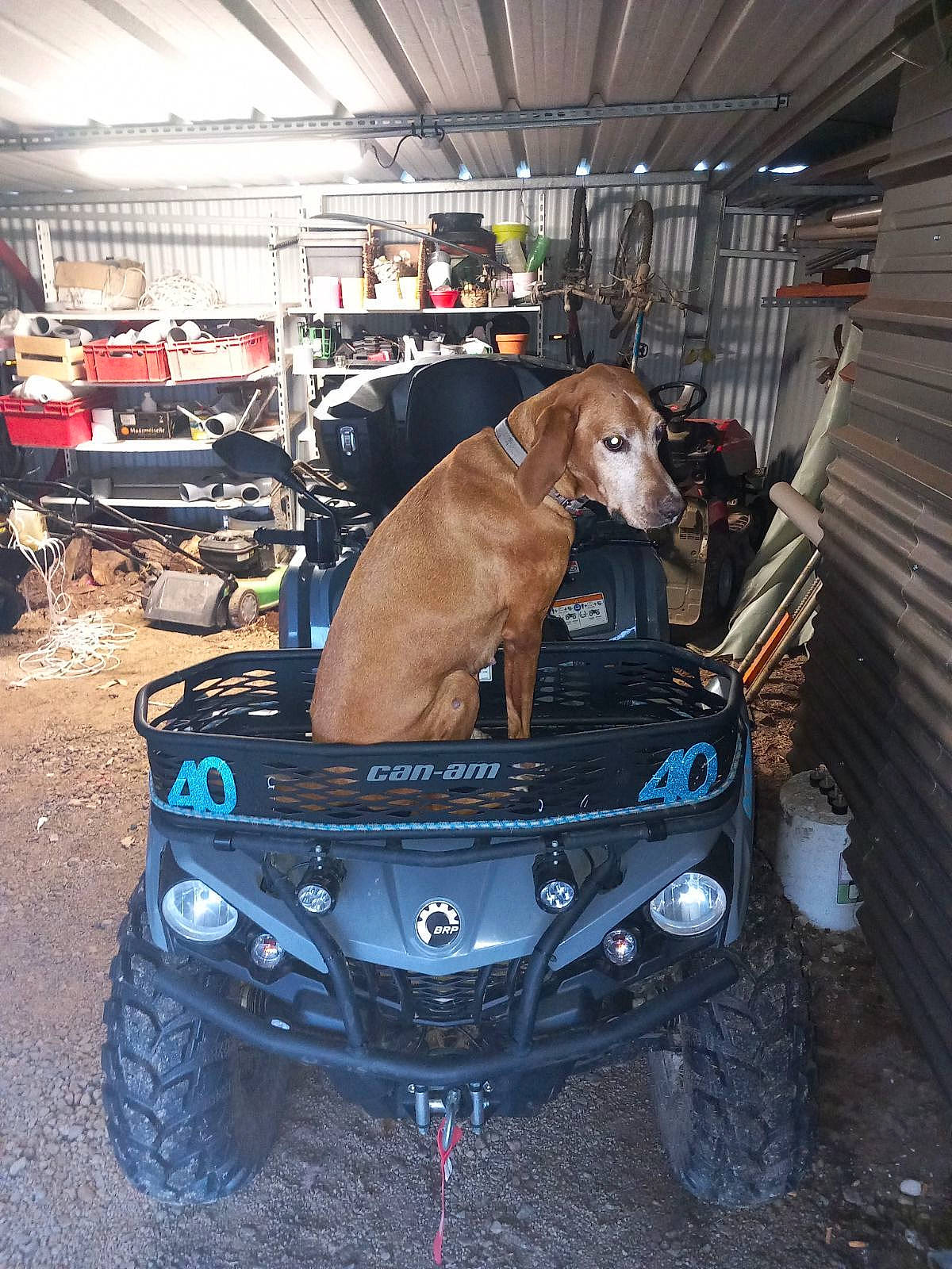 Laya participe au concours pour gagner de l'argent avec cette photo : automotive_design, automotive_exterior, automotive_fog_light, automotive_lighting, automotive_tire, bumper, car, carnivore, dog, fawn, fender, grille, headlamp, hood, motor_vehicle, rolling, tire, vehicle, wheel, working_animal