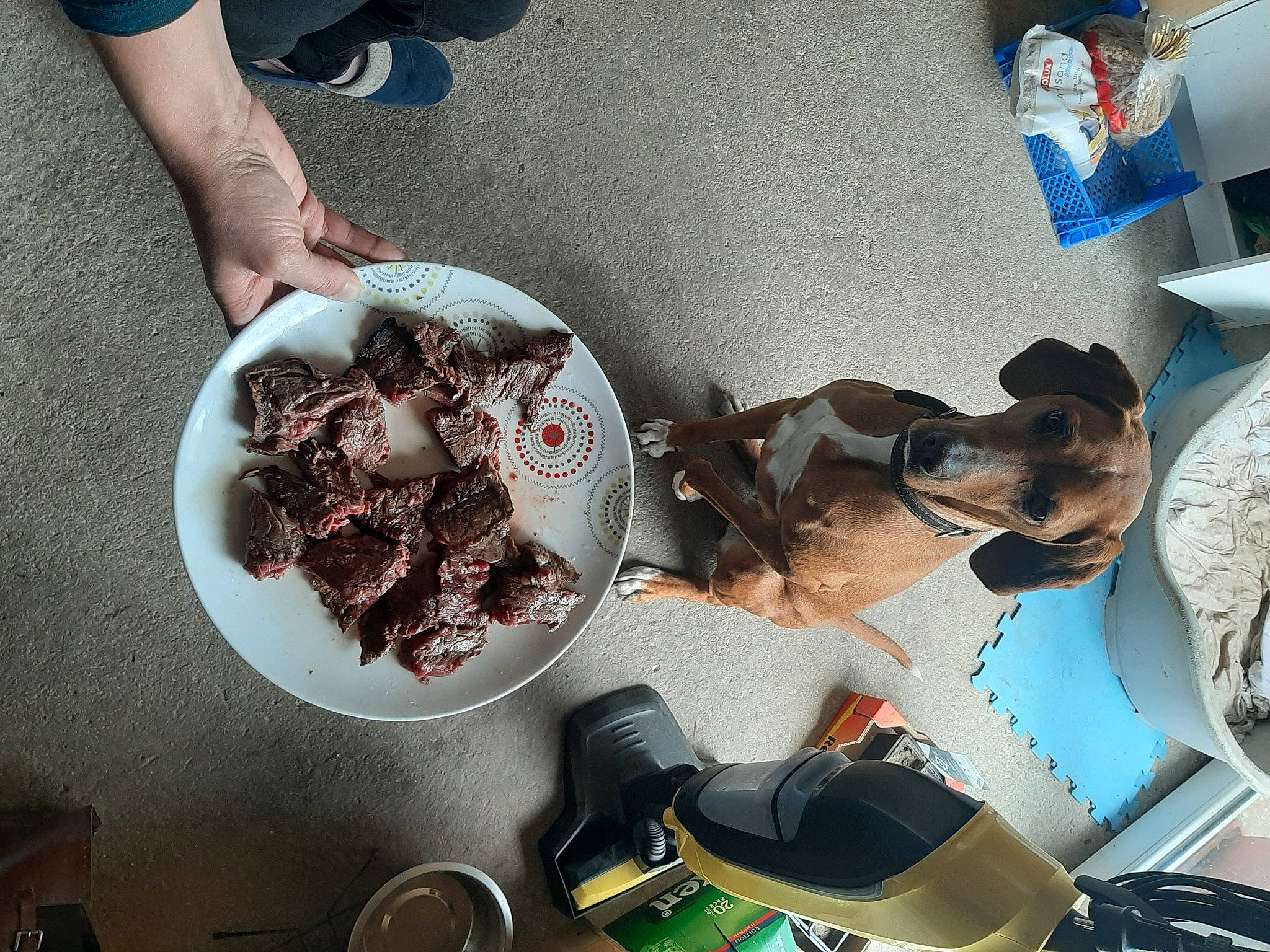 Laya participe au concours pour gagner de l'argent avec cette photo : bowl, chocolate, comfort_food, cooking, cookware_and_bakeware, cuisine, dish, dog, eyewear, finger_food, flesh, food, ingredient, personal_protective_equipment, recipe, room, sandal, superfood, sweetness, tableware