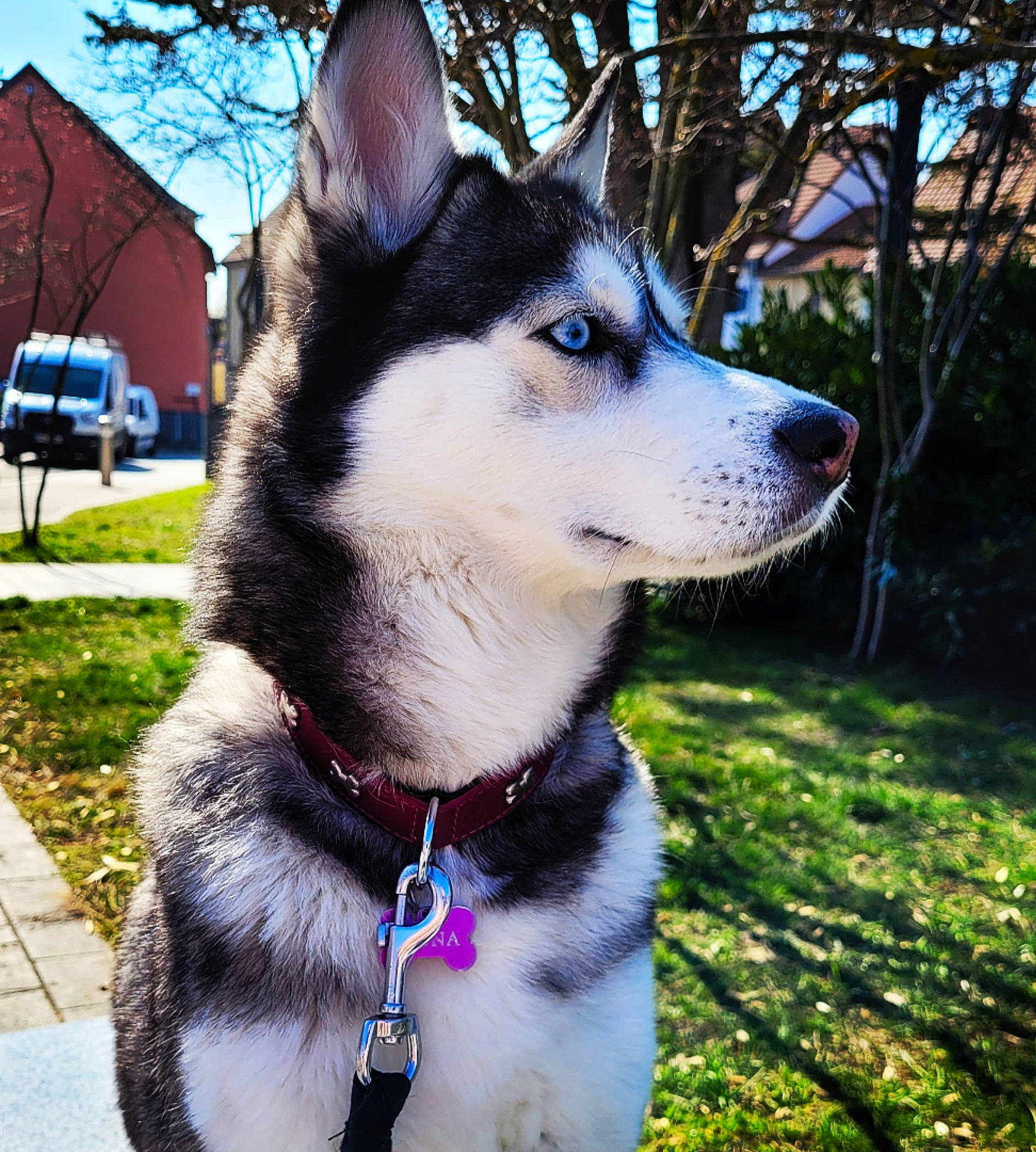 Mona participe au concours pour gagner de l'argent avec cette photo : carnivore, collar, companion_dog, dog, dog_breed, dog_collar, grass, jaw, leash, pet_supply, plant, sky, sled_dog, snout, tire, tree, wheel, whiskers, window, working_animal