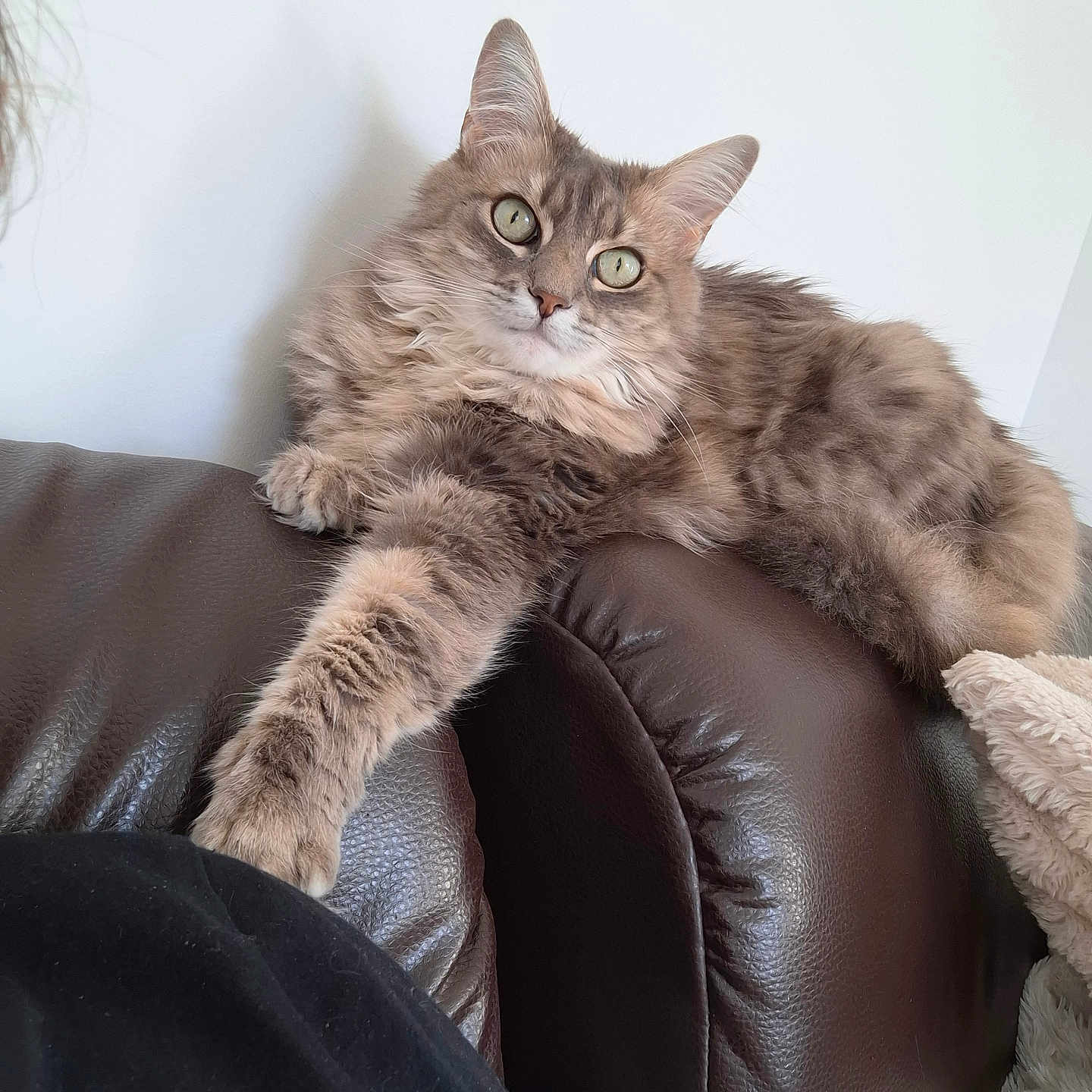 Orgie participe au concours pour gagner de l'argent avec cette photo : animal, blanket, cat, couch, cozy, curious, feline, fluffy, fur, green_eyes, home, indoor, leather, paw, pet, quiet, relaxed, resting, stretching, whiskers