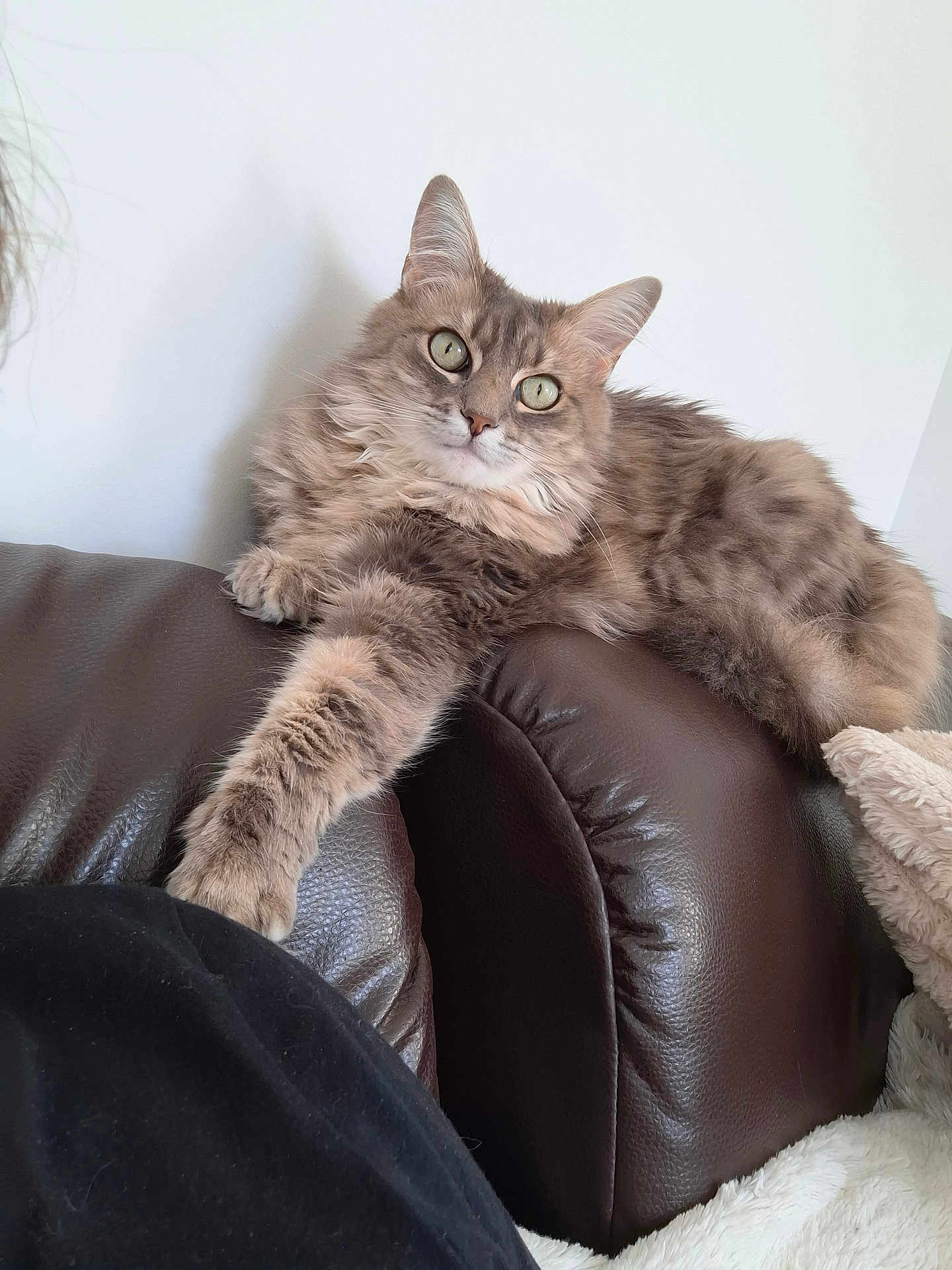 Orgie participe au concours pour gagner de l'argent avec cette photo : cat, fluffy, green_eyes, couch, leather, stretching, indoor, relaxed, pet, feline, fur, paw, home, cozy, blanket, resting, animal, whiskers, quiet, curious