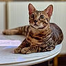 cat, bengal_cat, pet, animal, feline, striped, spotted, table, indoor, fur, whiskers, ears, eyes, relaxed, alert, closeup, domestic, mammal, resting, focused