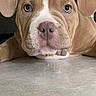 Django participe au concours pour gagner de l'argent avec cette photo : puppy, dog, canine, portrait, close_up, floppy_ears, brown_fur, white_markings, blue_eyes, pink_nose, wrinkled_face, lying_down, resting, indoor, floor, cute, serious_expression, pet, animal, social_media