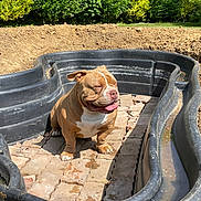 Django participe au concours pour gagner de l'argent avec cette photo : dog, bulldog, brown_dog, white_chest, tongue_out, sitting, outdoors, garden, pond, pond_liner, construction, brick_paving, soil, dirt, greenery, shrubs, sunlight, backyard, pet, portrait