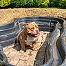 dog, bulldog, brown_dog, white_chest, tongue_out, sitting, outdoors, garden, pond, pond_liner, construction, brick_paving, soil, dirt, greenery, shrubs, sunlight, backyard, pet, portrait